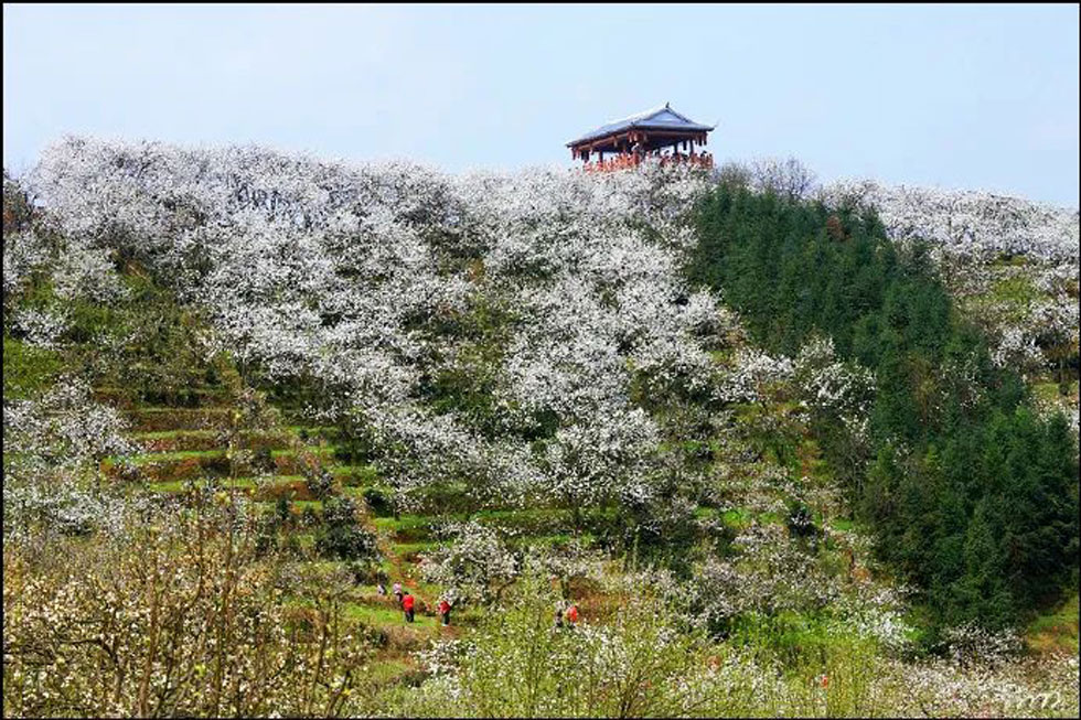 【春天，广西桂林灌阳县向您发出邀请！】我们在灌阳看梨花 - 游山玩水 - 滨州生活社区 - 滨州28生活网 bz.28life.com