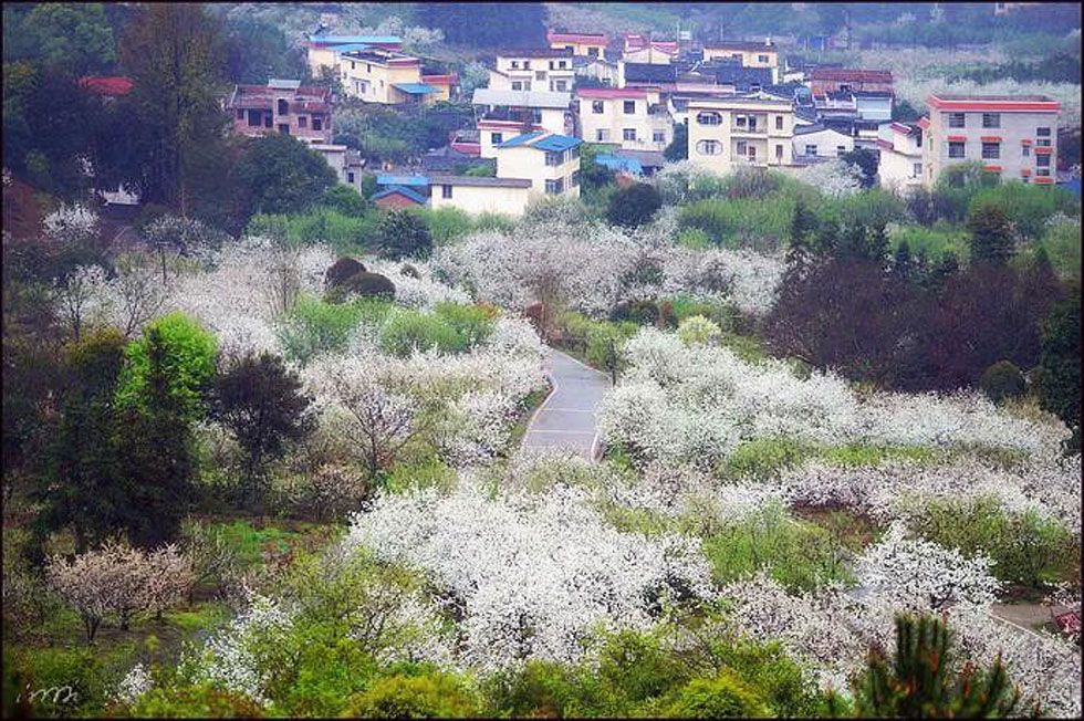 【春天，广西桂林灌阳县向您发出邀请！】我们在灌阳看梨花 - 游山玩水 - 滨州生活社区 - 滨州28生活网 bz.28life.com