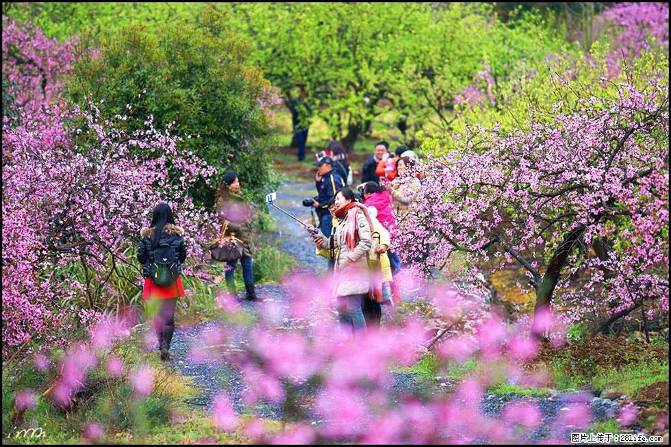 【春天，广西桂林灌阳县向您发出邀请！】官庄村有个醉美的桃花园 - 游山玩水 - 滨州生活社区 - 滨州28生活网 bz.28life.com