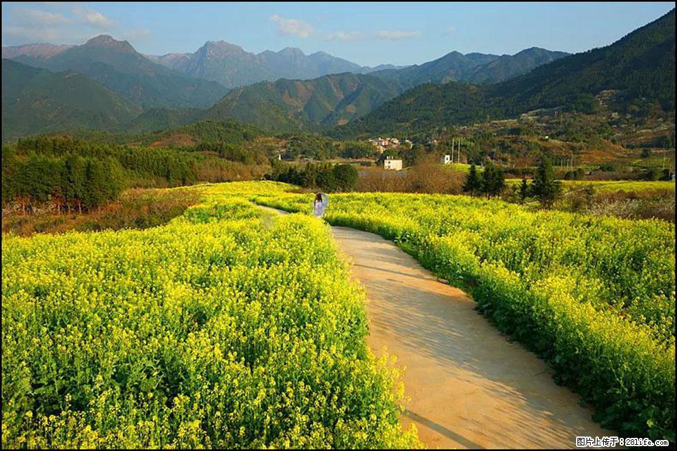 【春天,广西桂林灌阳县向您发出邀请!】长坪村油菜盛情花开 - 游山玩水 - 滨州生活社区 - 滨州28生活网 bz.28life.com