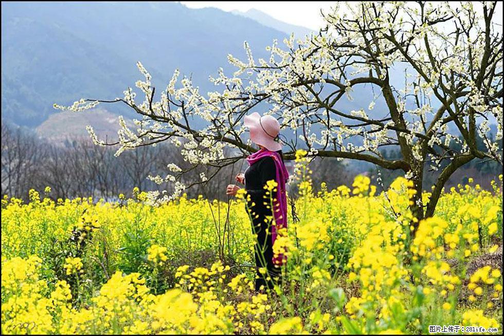 【春天,广西桂林灌阳县向您发出邀请!】长坪村油菜盛情花开 - 游山玩水 - 滨州生活社区 - 滨州28生活网 bz.28life.com