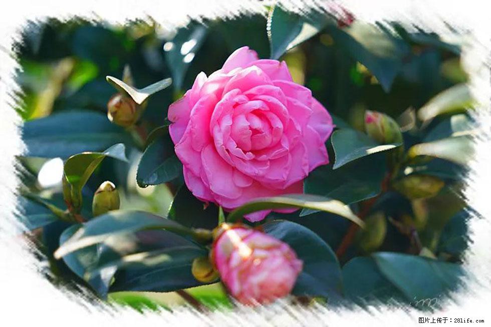 【春天,广西桂林灌阳县向您发出邀请!】杨柳井茶花惹人爱 - 游山玩水 - 滨州生活社区 - 滨州28生活网 bz.28life.com