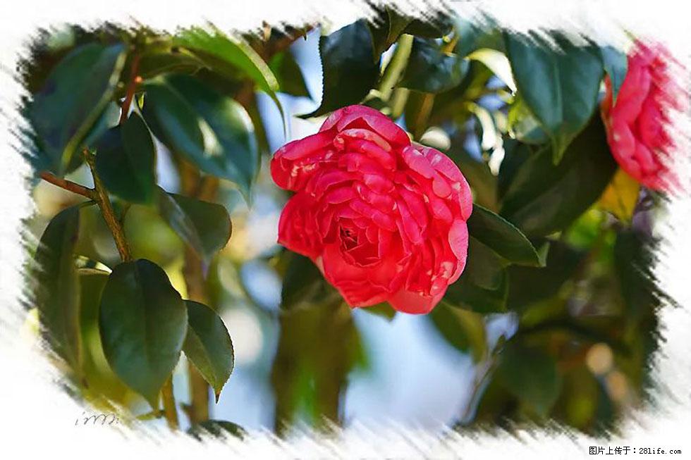 【春天,广西桂林灌阳县向您发出邀请!】杨柳井茶花惹人爱 - 游山玩水 - 滨州生活社区 - 滨州28生活网 bz.28life.com