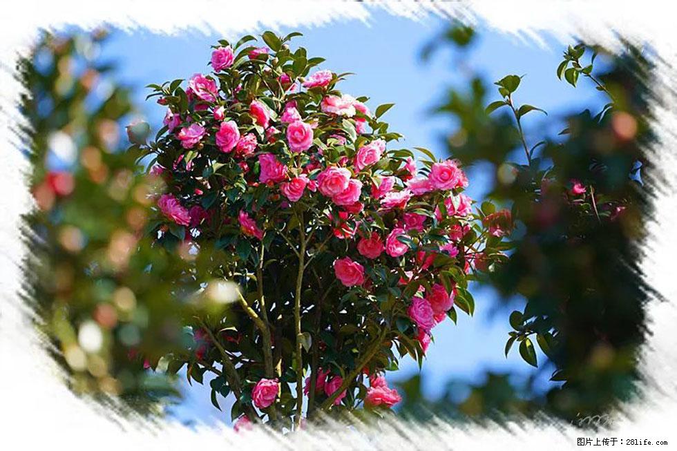 【春天,广西桂林灌阳县向您发出邀请!】杨柳井茶花惹人爱 - 游山玩水 - 滨州生活社区 - 滨州28生活网 bz.28life.com