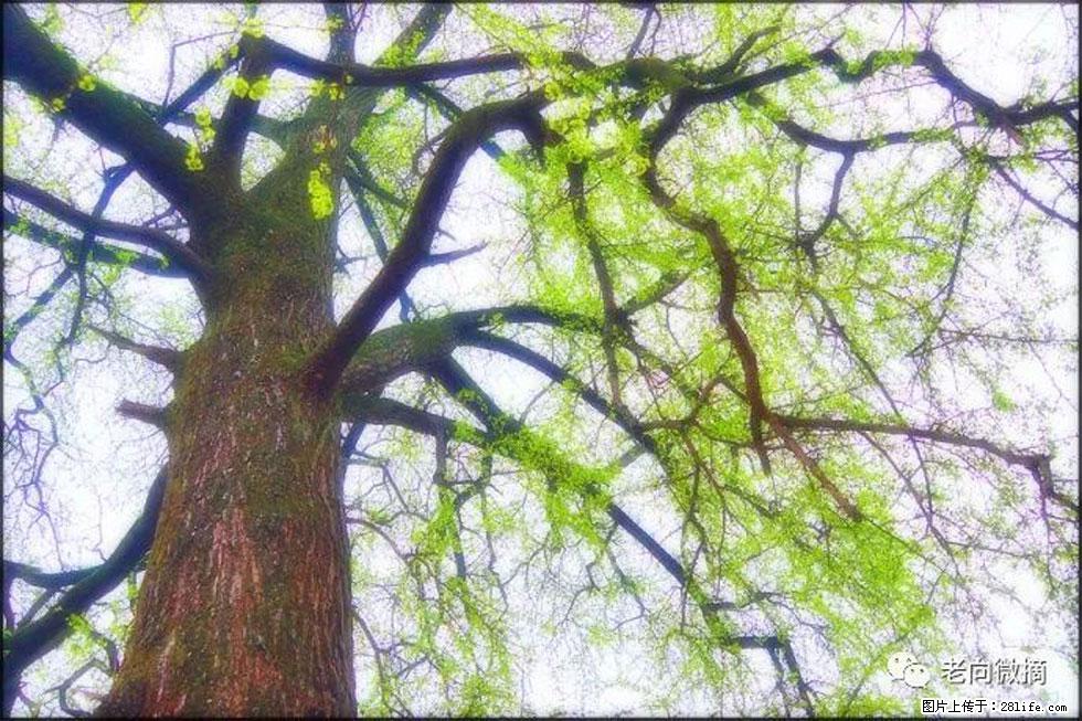 【春天,广西桂林灌阳县向您发出邀请!】在小龙村与春天约会 - 游山玩水 - 滨州生活社区 - 滨州28生活网 bz.28life.com