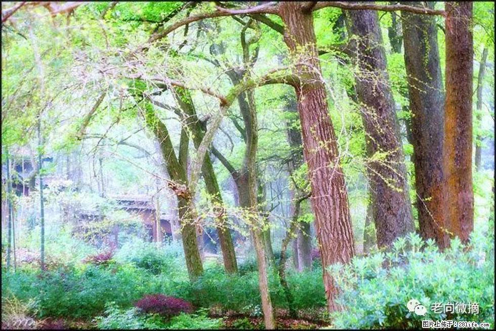 【春天,广西桂林灌阳县向您发出邀请!】在小龙村与春天约会 - 游山玩水 - 滨州生活社区 - 滨州28生活网 bz.28life.com