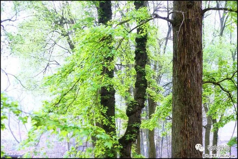 【春天,广西桂林灌阳县向您发出邀请!】在小龙村与春天约会 - 游山玩水 - 滨州生活社区 - 滨州28生活网 bz.28life.com