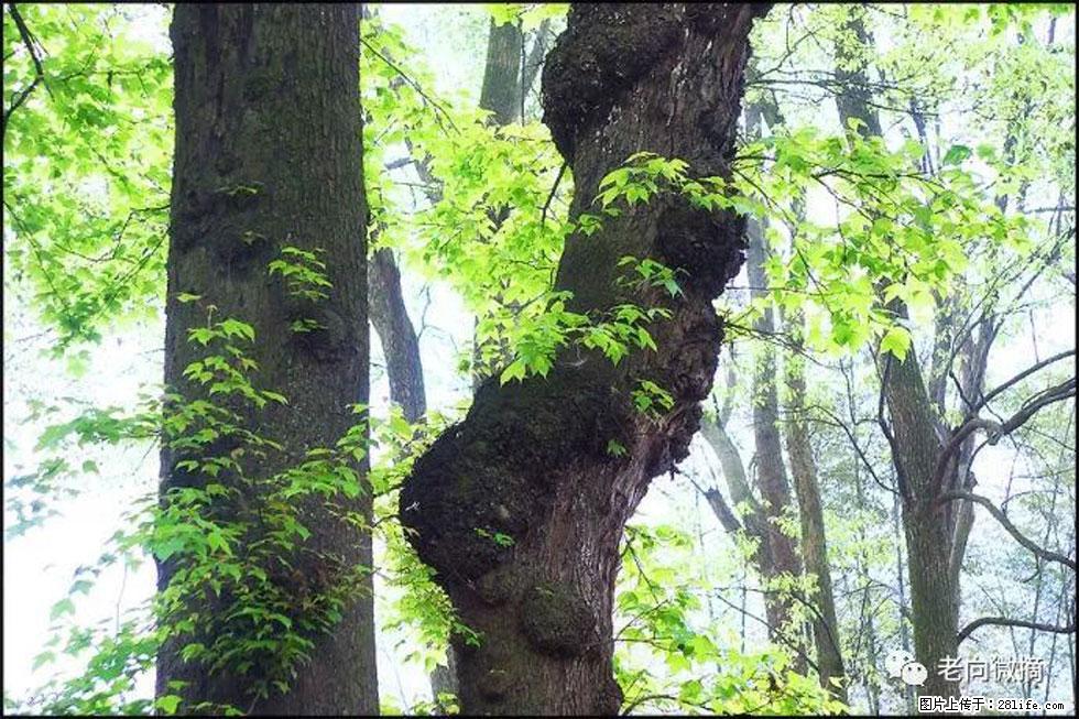 【春天,广西桂林灌阳县向您发出邀请!】在小龙村与春天约会 - 游山玩水 - 滨州生活社区 - 滨州28生活网 bz.28life.com