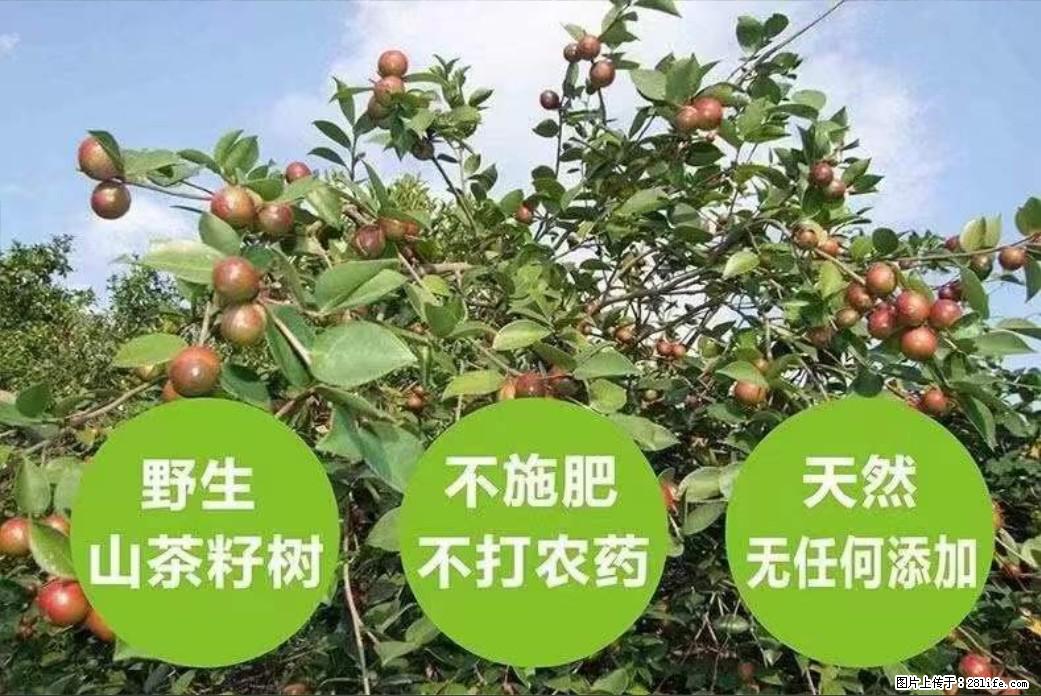 【灌阳县油茶产业示范区】一个有着充实的精神生活的人,对待身外之物自会有一种淡泊的态度 - 土特产 - 饮食特产 - 滨州分类信息 - 滨州28生活网 bz.28life.com