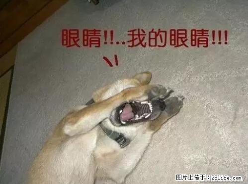 笑癫了!一女的怀孕三年未生,他终于忍不住了... - 娱乐八卦 - 滨州生活社区 - 滨州28生活网 bz.28life.com