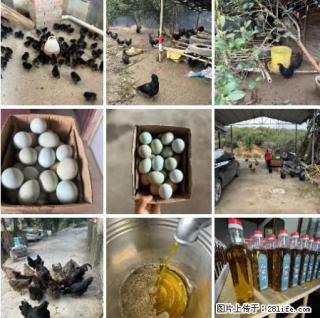 油茶园从小鸡仔开始养起的纯土鸡、土鸡蛋可以预定啦!还有前几天刚榨的纯山茶油哦 - 滨州28生活网 bz.28life.com