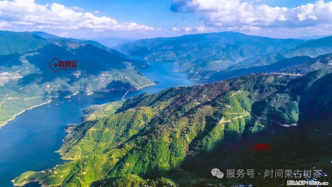 时间果百年古树龙珠普洱生茶 - 购物交流 - 滨州生活社区 - 滨州28生活网 bz.28life.com