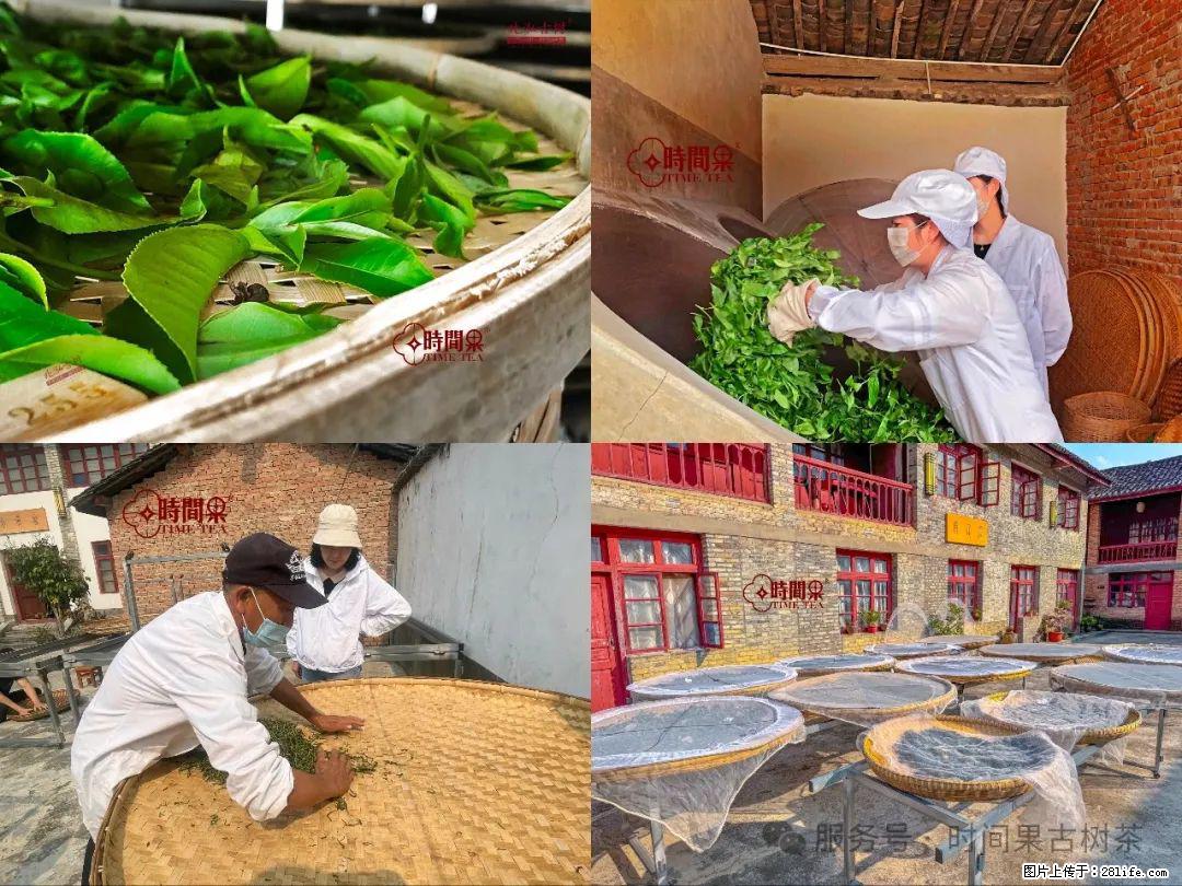 时间果百年古树龙珠普洱生茶 - 购物交流 - 滨州生活社区 - 滨州28生活网 bz.28life.com