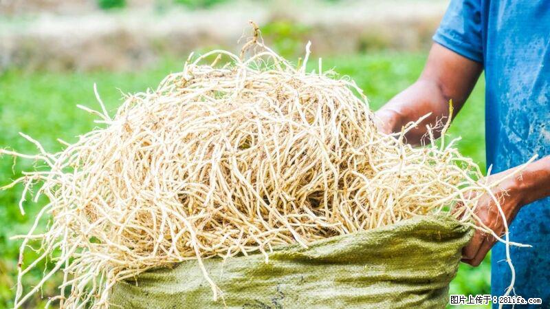 堪称“最难吃”的蔬菜，却是 “抗辐射神器”，还能护肺、清热、止咳化痰！ - 滨州生活资讯 - 滨州28生活网 bz.28life.com