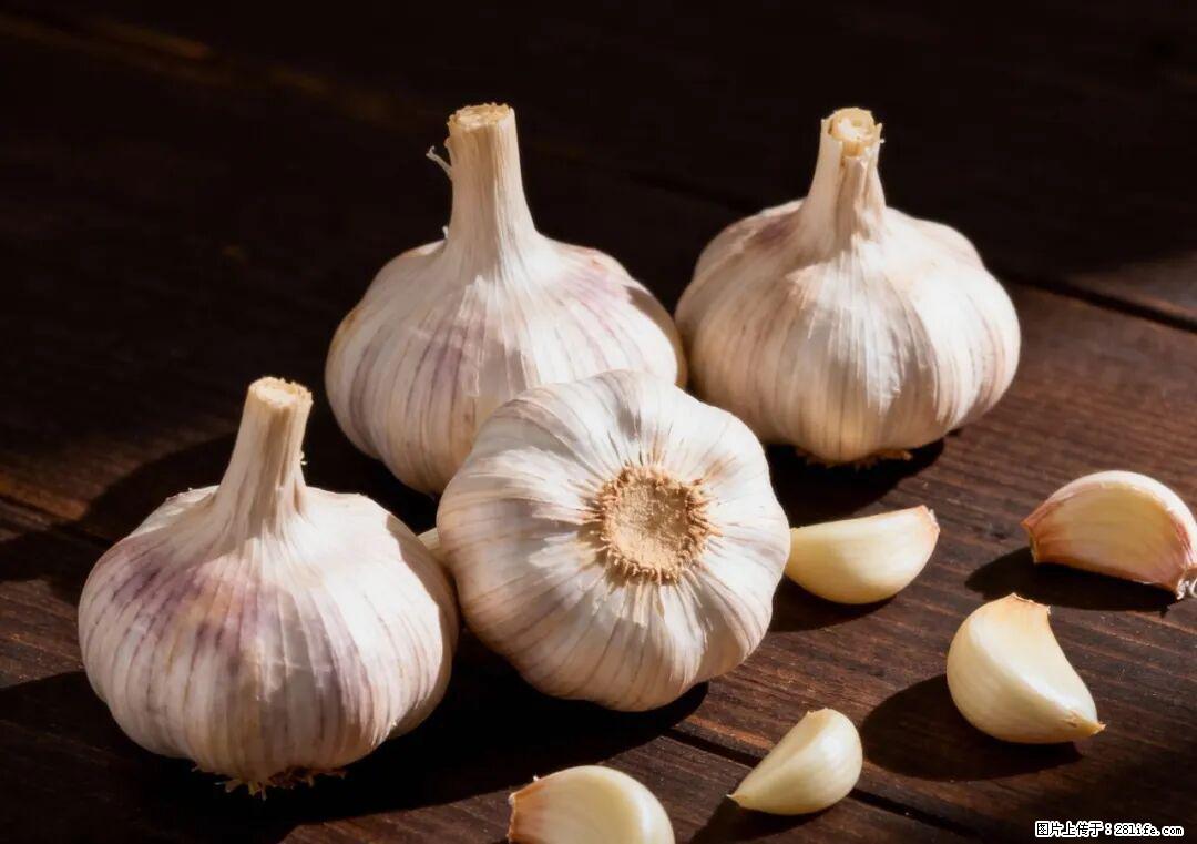 关于大蒜,除了“天然抗生素”,这4个谣言更该警惕! - 滨州生活资讯 - 滨州28生活网 bz.28life.com