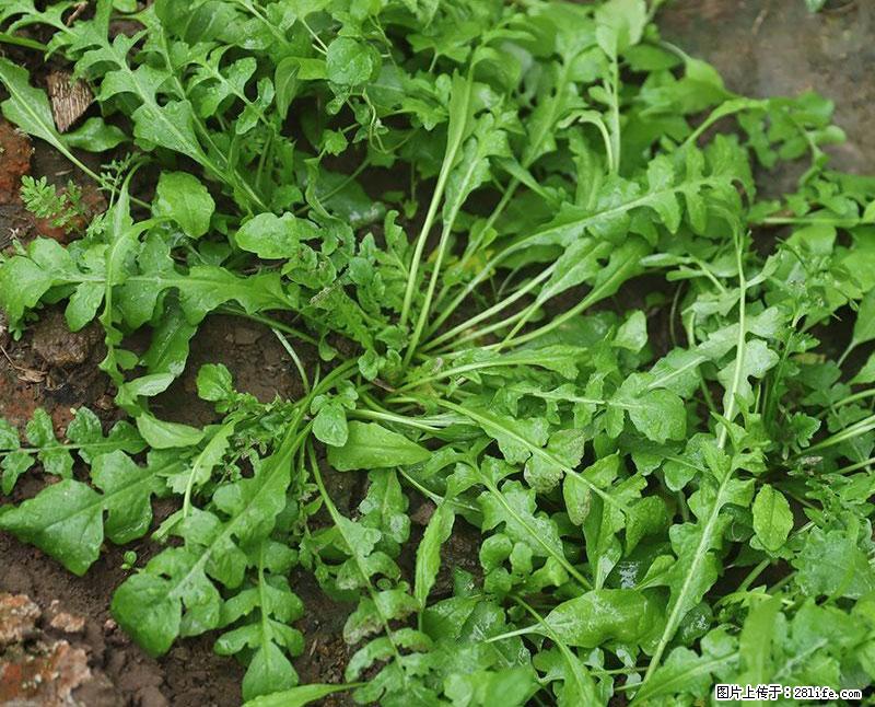 这些蔬菜是“天然钙片”，这6种被医生重点推荐 - 滨州生活资讯 - 滨州28生活网 bz.28life.com