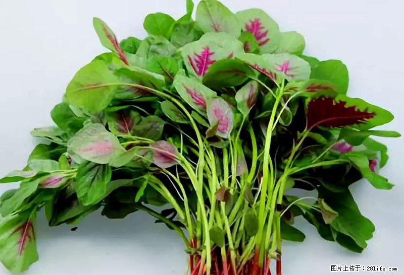 这些蔬菜是“天然钙片”，这6种被医生重点推荐 - 滨州生活资讯 - 滨州28生活网 bz.28life.com