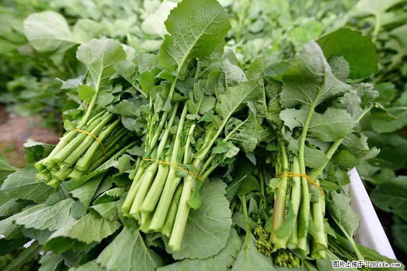 这些蔬菜是“天然钙片”，这6种被医生重点推荐 - 滨州生活资讯 - 滨州28生活网 bz.28life.com